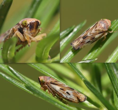Pithyotettix abietinus